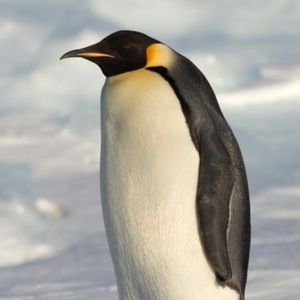 Meet your Posher, Dan